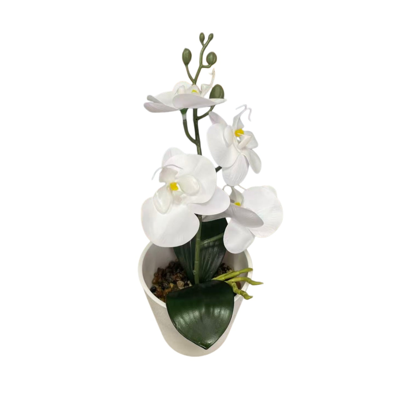 High-Quality Camellia with Pot for Home Garden Decoration Bonsai