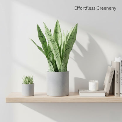 Artificial Snake Plant Potted